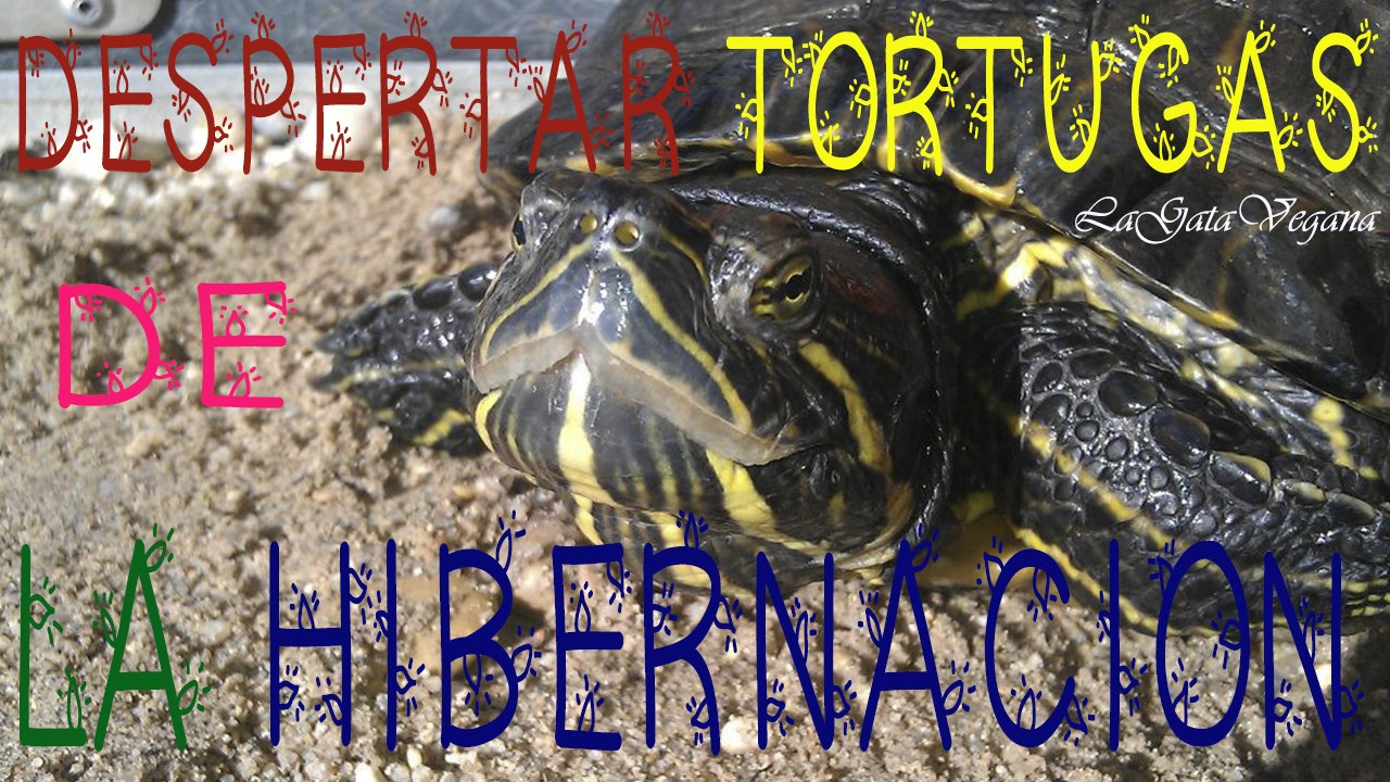 COMO DESPERTAR DE LA HIBERNACION A LAS TORTUGAS DE AGUA / CONSEJOS PARA ACTIVARLAS