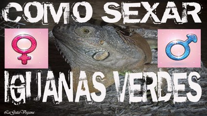 CÓMO SEXAR A LAS IGUANAS / DISTINGUE ENTRE HEMBRAS Y MACHOS