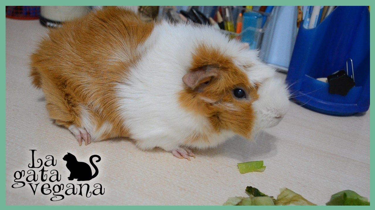 CÓMO SOCIABILIZAR COBAYAS Y QUE PIERDAN EL MIEDO / CONSEJOS PARA ACOSTUMBRAR A LAS COBAYAS AL HUMANO