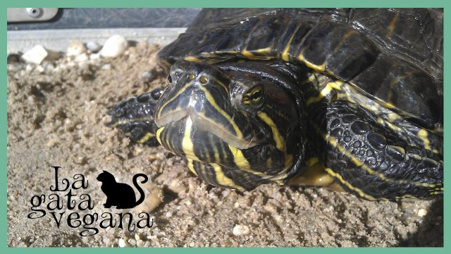 QUÉ DEBE TENER EL HÁBITAT DE LAS TORTUGAS DE AGUA / COSAS BÁSICAS QUE TIENES QUE TENER