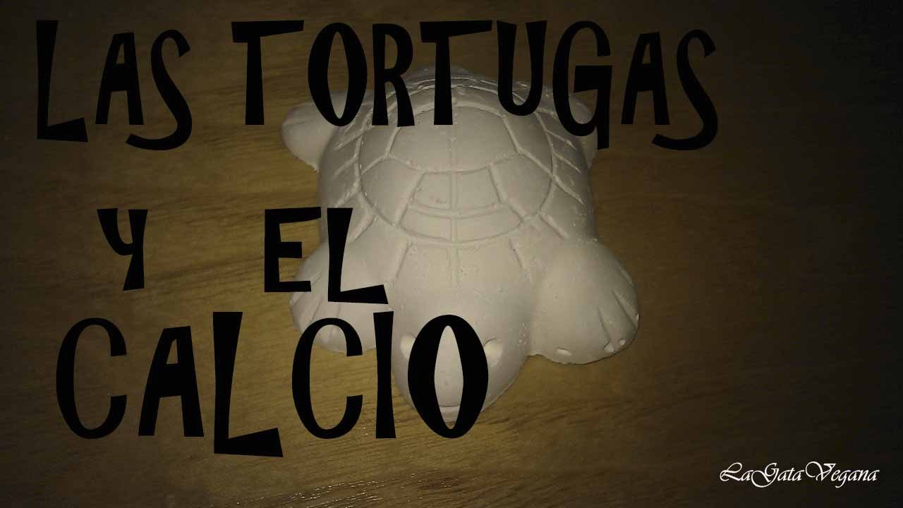 LA IMPORTANCIA DEL CALCIO PARA LAS TORTUGAS DE AGUA / SUPLEMENTOS CÁLCICOS PARA TORTUGAS DE AGUA
