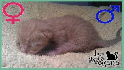 CÓMO SEXAR GATITOS RECIEN NACIDOS / SABER SI SON MACHO O HEMBRA DESDE PEQUEÑOS