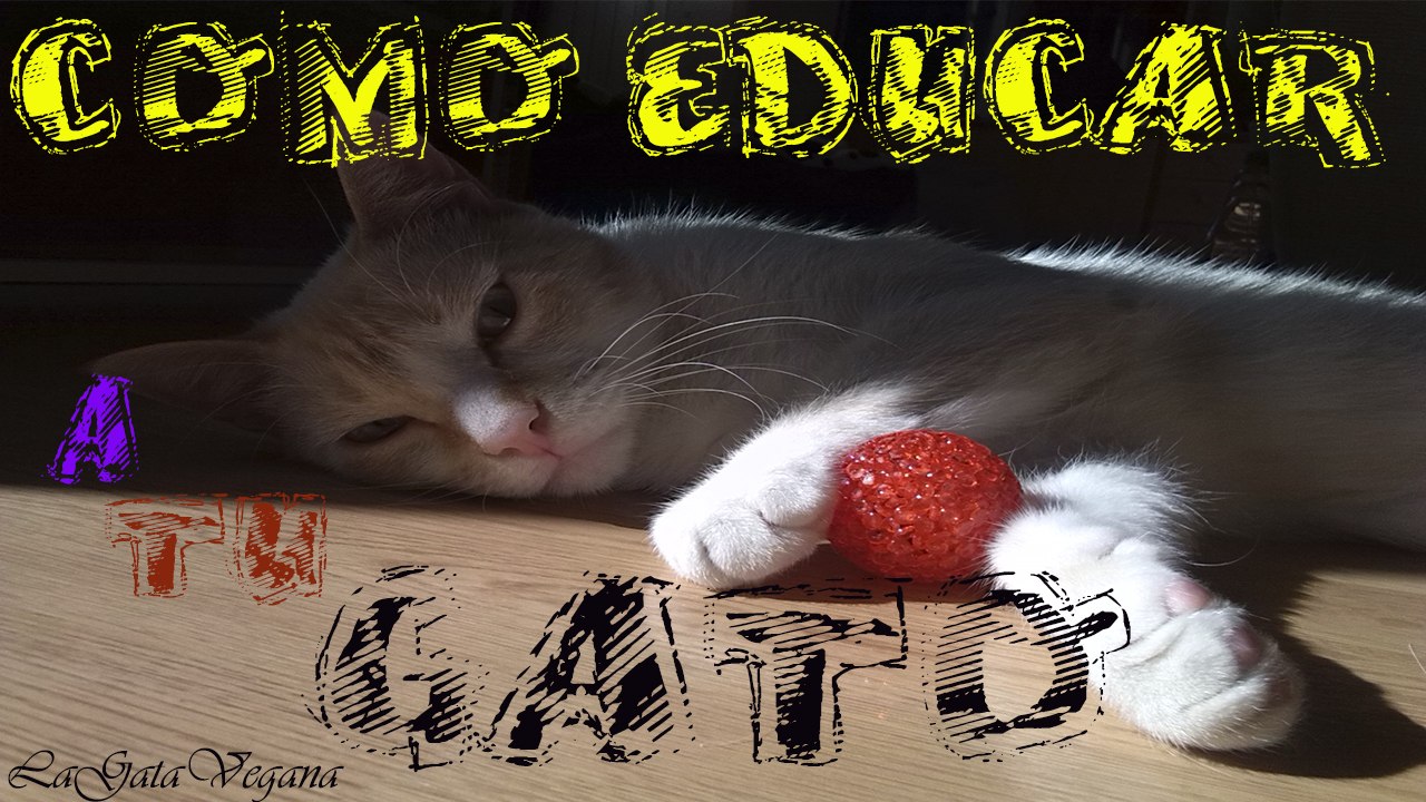 COMO EDUCAR A TU GATO / CONSEJOS PARA QUE NO MUERDAN O HAGAN COSAS QUE NO QUIERES