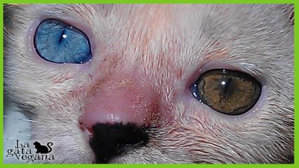LA HETEROCROMIA / TENER UN OJO DE CADA COLOR EN ANIMALES / ¿QUÉ ES?