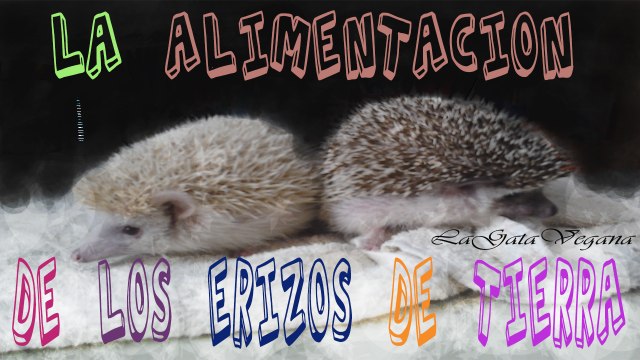 LA ALIMENTACIÓN DE ERIZOS DE TIERRA / CONSEJOS PARA ALIMENTARLES Y QUE ALIMENTOS NO DARLE NUNCA