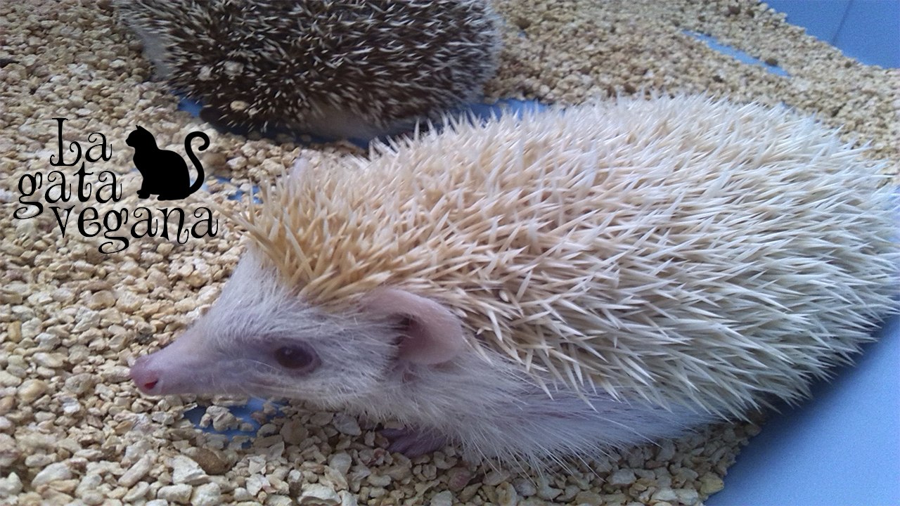 LA JAULA DE LOS ERIZOS QUE TENGO DE ACOGIDA / OS LA ENSEÑO Y OS DOY MI OPINIÓN