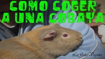 COMO COGER, LEVANTAR Y SUJETAR A UNA COBAYA / CONSEJOS PARA NO HACERLES DAÑO AL MANIPULARLAS