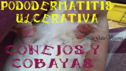 PODODERMATITIS ULCERATIVA EN COBAYAS Y CONEJOS / PROBLEMA GRAVE EN LAS PATAS
