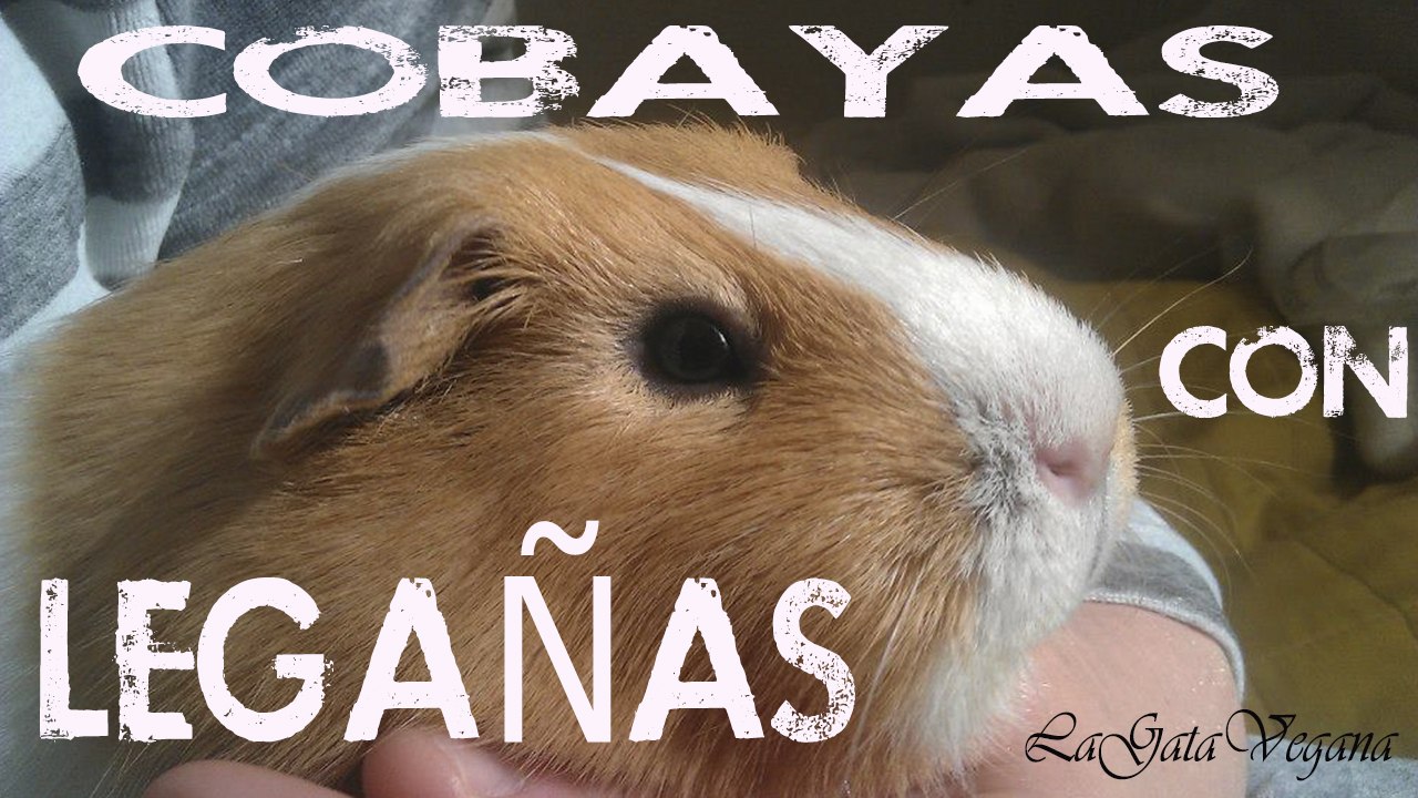 COBAYAS CON LEGAÑAS ¿QUE HACER CUANDO UNA COBAYA TIENE LEGAÑAS? / CONSEJOS CASEROS
