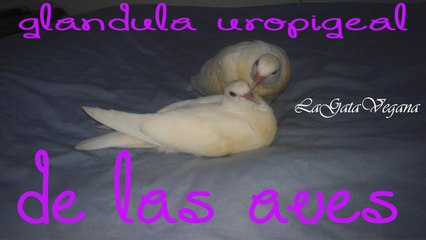 LA GLÁNDULA UROPIGEAL DE LAS AVES / QUE ES, DONDE ESTÁ Y PARA QUE SIRVE ESTA GLÁNDULA