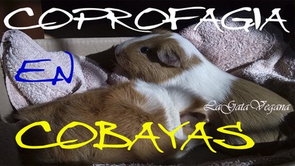 COPROFAGIA EN LAS COBAYAS ¿POR QUE LO HACEN? / COBAYAS QUE SE COMEN SUS HECES
