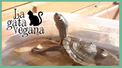 QUÉ HACER CUANDO UNA TORTUGA NO COME / IDENTIFICA SI TU TORTUGA ESTÁ ENFERMA O QUÉ LE PASA