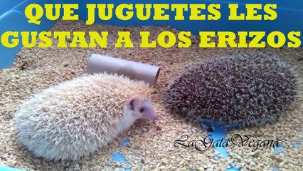 QUÉ JUGUETES LES GUSTA A LOS ERIZOS / JUGUETES Y COSAS CON LAS QUE SE SIENTEN CÓMODOS