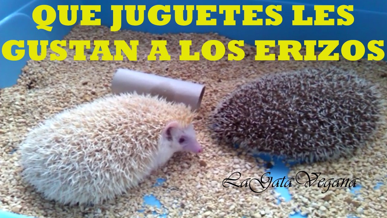 QUÉ JUGUETES LES GUSTA A LOS ERIZOS / JUGUETES Y COSAS CON LAS QUE SE SIENTEN CÓMODOS
