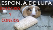 ESPONJA NATURAL DE LUFA / JUGUETE PARA ROEDORES Y CONEJOS / BARATO Y CASERO