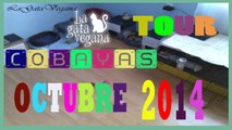 TOUR COBAYAS OCTUBRE 2014 / NOVEDADES EN LA HABITACIÓN DE MIS COBAYAS Y EN SU JAULA