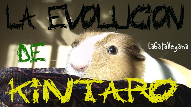 LA EVOLUCION DE KINTARO (COBAYA ENFERMA DE MALOCLUSION DENTAL,DIARREA Y PROBLEMAS RESPIRATORIOS)