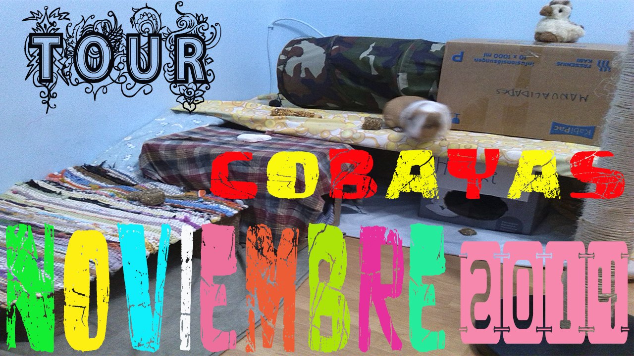 ROOM TOUR COBAYAS NOVIEMBRE 2014 / LA HABITACIÓN DE LAS COBAYAS /NOVEDADES