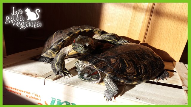 CAMBIO DE PIEL EN TORTUGAS DE AGUA Y CAÍDA DEL GATO AL AGUA / NO TE PIERDAS EL FINAL!!!