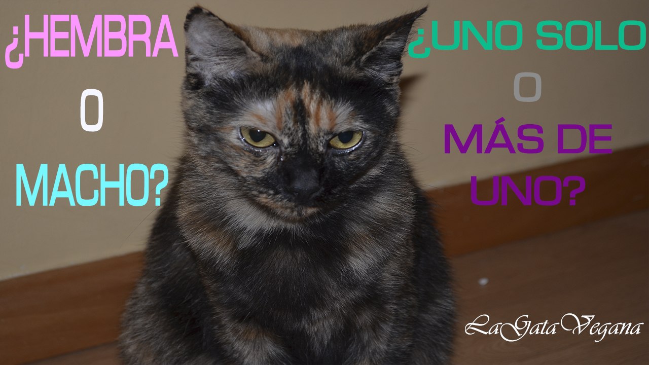 ¿ELEGIR GATA O GATO? ¿UN SOLO GATO O MÁS DE UNO? / CONSEJOS PARA PODER DECIDIR ANTES DE ADOPTAR