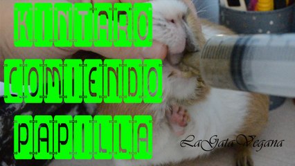 KINTARO COMIENDO PAPILLA / COBAYA CON MALOCLUSIÓN DENTAL COMIENDO CON JERINGUILLA