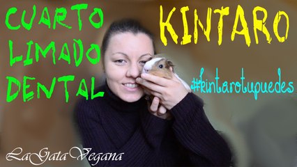 CUARTO LIMADO DE KINTARO CON ACCIDENTE EN LA LENGUA / COBAYA CON SOBRECRECIMIENTO DENTAL