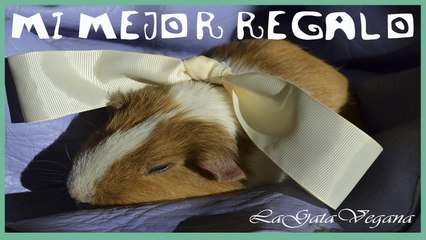 KINTARO ES MI MEJOR REGALO / COBAYA A LOS 12 DÍAS DE UN LIMADO DENTAL POR SOBRECRECIMIENTO