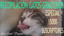 RECOPILACIÓN DE GATOS GRACIOSOS / ESPECIAL 15000 / FUNNY CATS COMPILATION