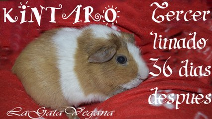 KINTARO ESTÁ PEOR / 36 DIAS DESPUÉS DEL TERCER LIMADO DENTAL / COBAYA CON SOBRECRECIMIENTO DENTAL
