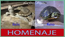 HOMENAJE A BICHI Y RENO, MIS TORTUGAS QUE MURIERON HACE 2 AÑOS DURANTE LA HIBERNACIÓN