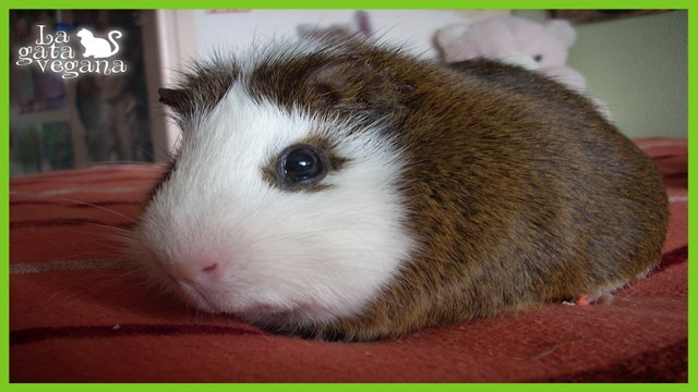 CUIDADOS BÁSICOS PARA CUIDAR A UNA COBAYA / CONSEJOS SENCILLOS PARA EL CUIDADO DE COBAYAS