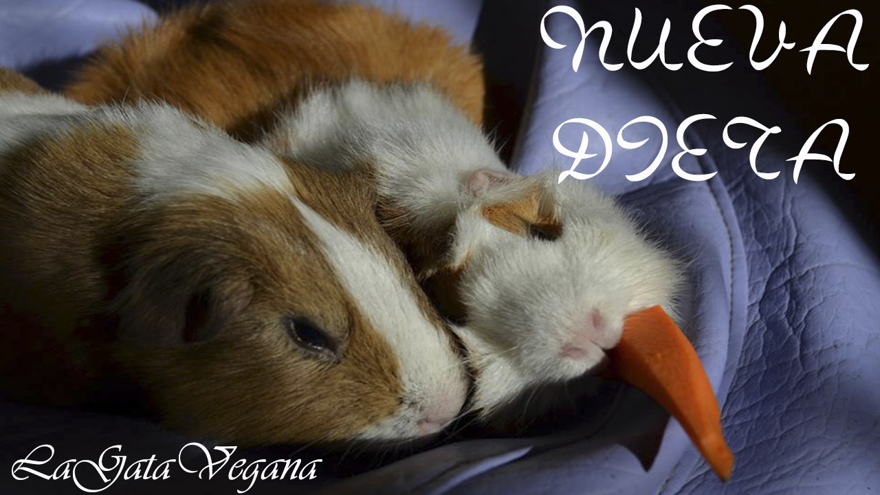 NUEVA DIETA  DE MIS COBAYAS PARA EVITAR PROBLEMAS DENTALES / CONSEJOS DE ALIMENTACIÓN