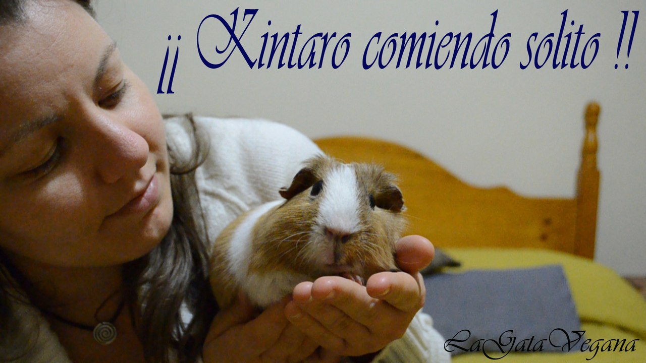COBAYA KINTARO COMIENDO SOLO DESPUÉS DEL 5º LIMADO DENTAL / COBAYA CON MALOCLUSIÓN