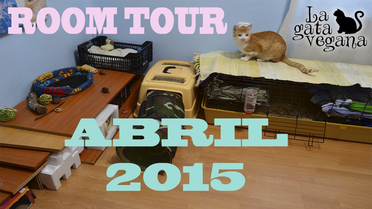 ROOM TOUR COBAYA ABRIL 2015 / LA JAULA Y HABITACIÓN DE HIDEKI Y LAS NOVEDADES