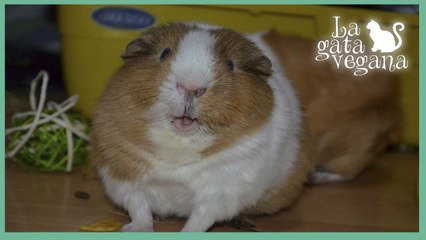 10 CONSEJOS PARA QUE TU COBAYA SEA  FELIZ / TIPS PARA EL CUIDADO Y BIENESTAR DE UNA COBAYA