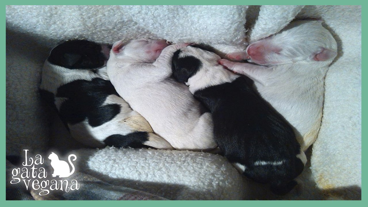 TERCER DÍA CON LOS CACHORROS DE 4 DÍAS ABANDONADOS / TIERNAS IMÁGENES DE PERRITOS RECIÉN NACIDOS