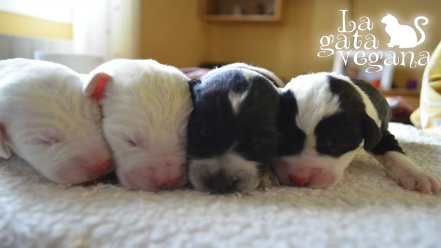 4º Y ÚLTIMO DÍA CON LOS CACHORROS CON 5 DÍAS DE VIDA / CACHORROS ABANDONADOS CRIADOS A BIBERÓN