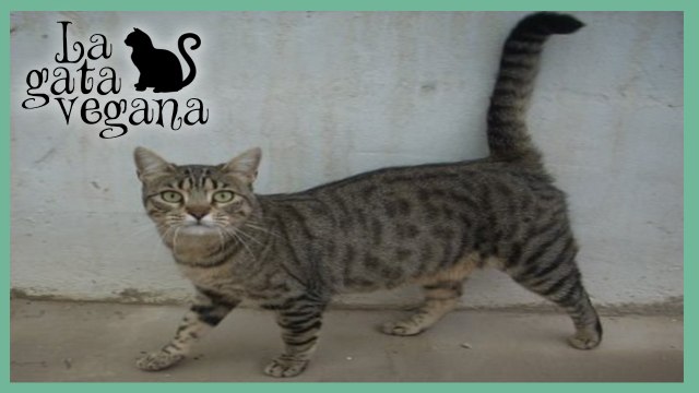 GATO COMÚN EUROPEO: CARACTERÍSTICAS DE LA RAZA / EUROPEO DE PELO CORTO/ EUROPEAN SHORTHAIR