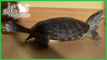 10 AÑOS JUNTO A TUKA / 10 AÑOS DESDE QUE ADOPTÉ A MI TORTUGA  TUKA / TORTUGA DE FLORIDA