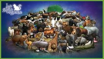 DÍA MUNDIAL DE LOS ANIMALES ¿QUÉ ES UN AMANTE DE LOS ANIMALES? / REFLEXIÓN