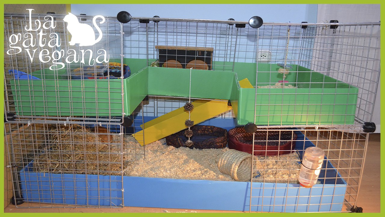CÓMO LIMPIO LA JAULA DE MI COBAYA HIDEKI | CONSEJOS PARA LIMPIAR JAULAS C Y C DE COBAYAS Y CONEJOS