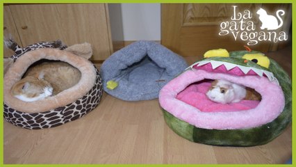 REVIEW PRODUCTOS NUEVOS PARA ANIMALES FEBRERO 2016 | MI OPINIÓN TRAS PROBARLOS