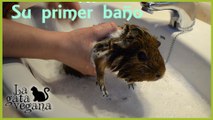 PRIMER BAÑO DE MI COBAYA MISAKI | SU PRIMER BAÑO TRAS LA ADOPCIÓN | COMPARTIENDO EXPERIENCIAS