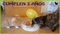 ODRI Y VANIA CUMPLEN 3 AÑOS Y COMUNICO MI DECISIÓN SOBRE SI ADOPTARLOS O NO