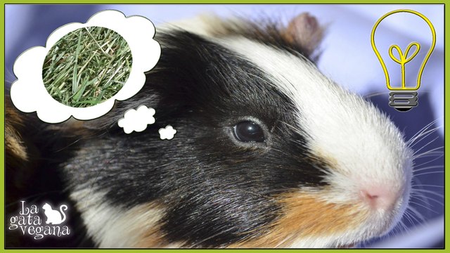 CÓMO SUSTITUIR EL HENO PARA COBAYAS Y CONEJOS | ALTERNATIVAS Y CONSEJOS PARA ENCONTRAR HENO