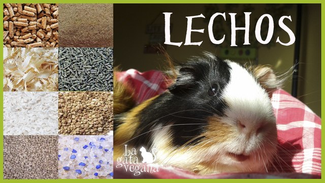 COBAYAS: TIPOS DE LECHOS HIGIÉNICOS | ANÁLISIS Y PROS Y CONTRAS DE LOS PRINCIPALES LECHOS HIGIÉNICOS