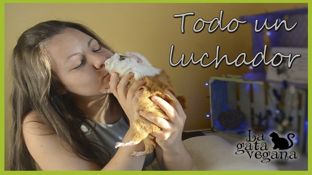 NOVEDADES DE MI COBAYA HIDEKI QUE SIGUE PELEANDO CON LA INFECCIÓN DENTAL| ACTUALIZACIÓN