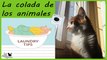 CÓMO LAVO LA ROPA DE MIS ANIMALES | CONSEJOS PARA LA COLADA DE CAMITAS Y MANTAS EN LAVADORA