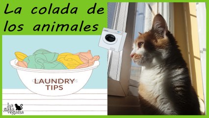 CÓMO LAVO LA ROPA DE MIS ANIMALES | CONSEJOS PARA LA COLADA DE CAMITAS Y MANTAS EN LAVADORA