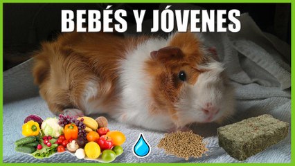 ALIMENTACIÓN COBAYA BEBE Y JOVEN | QUÉ DEBEN COMER EN SUS PRIMEROS MESES DE VIDA Y LO QUE NO DEBEN